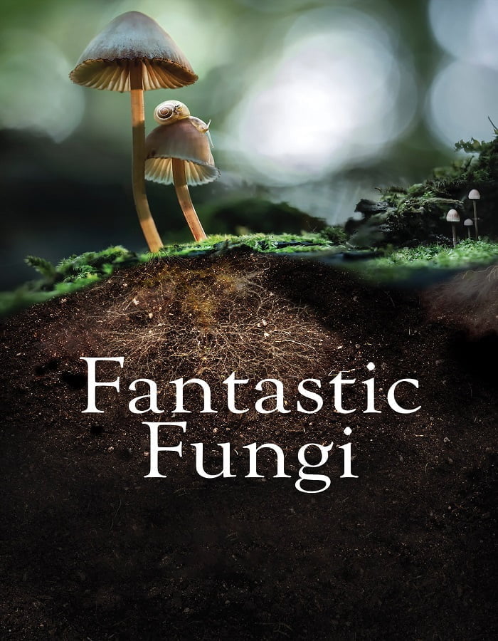 Fantastic Fungi 2019 เห็ดมหัศจรรย์